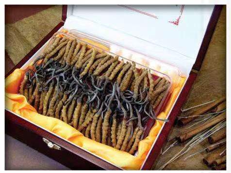 藤县冬虫夏草回收